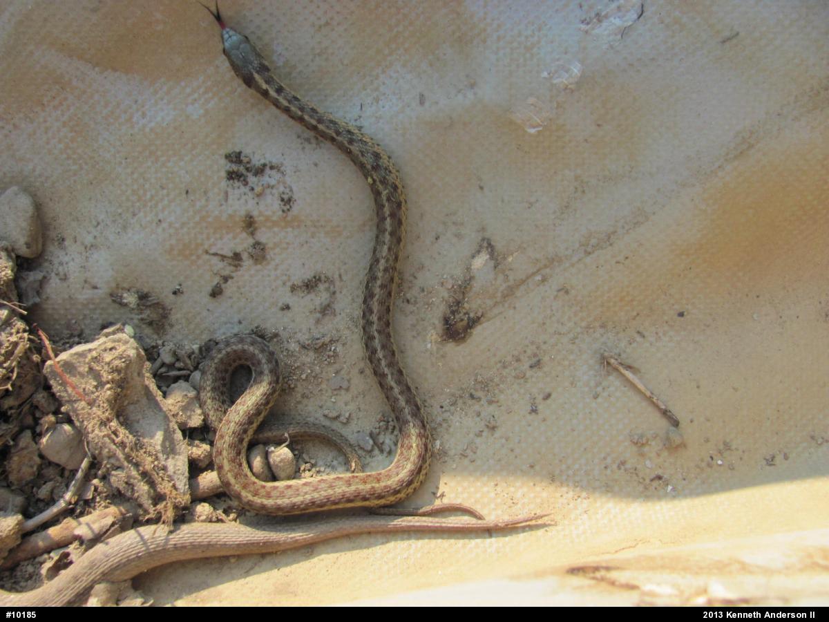 Eastern Gartersnake