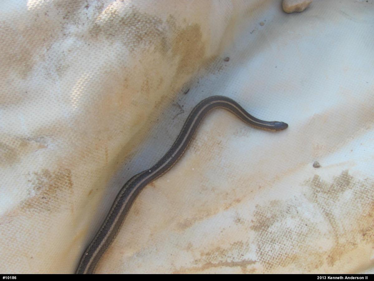Shorthead Gartersnake