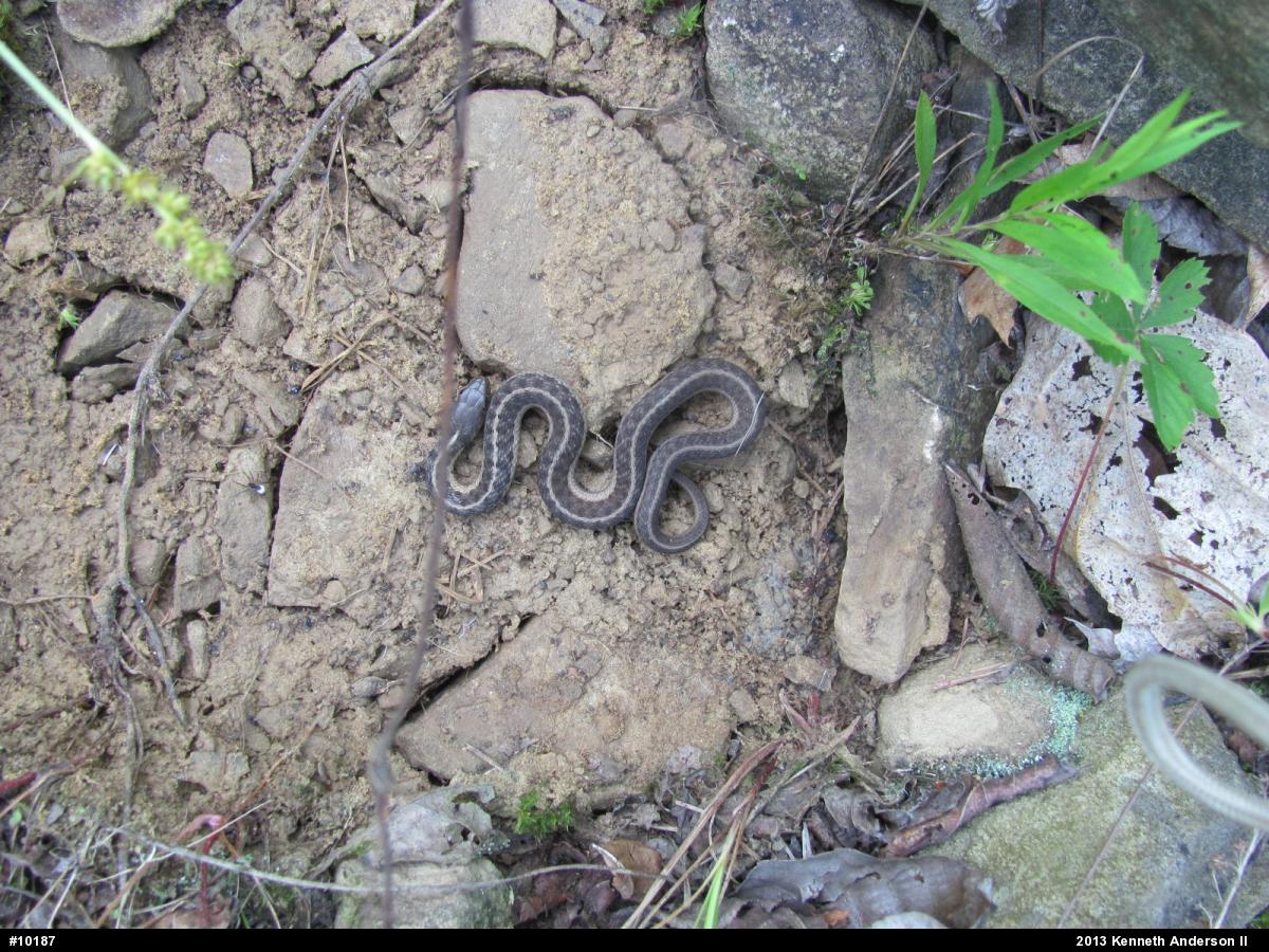 Eastern Gartersnake