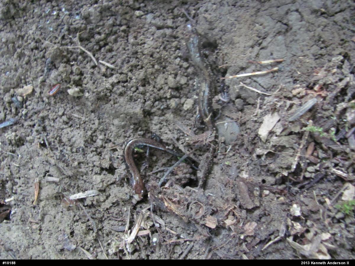 Allegheny Mountain Dusky Salamander