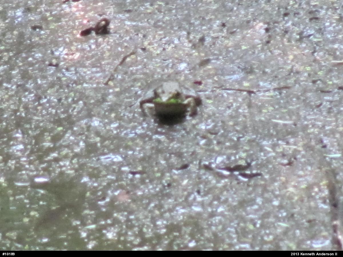 True Frogs