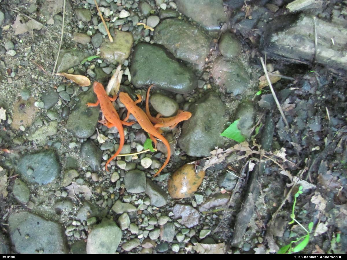 Red-spotted Newt