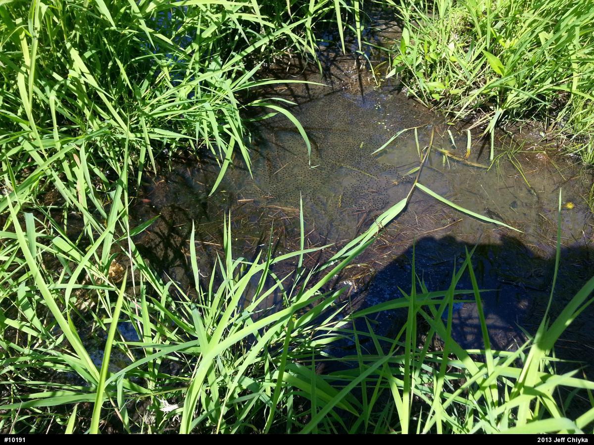 Green Frog