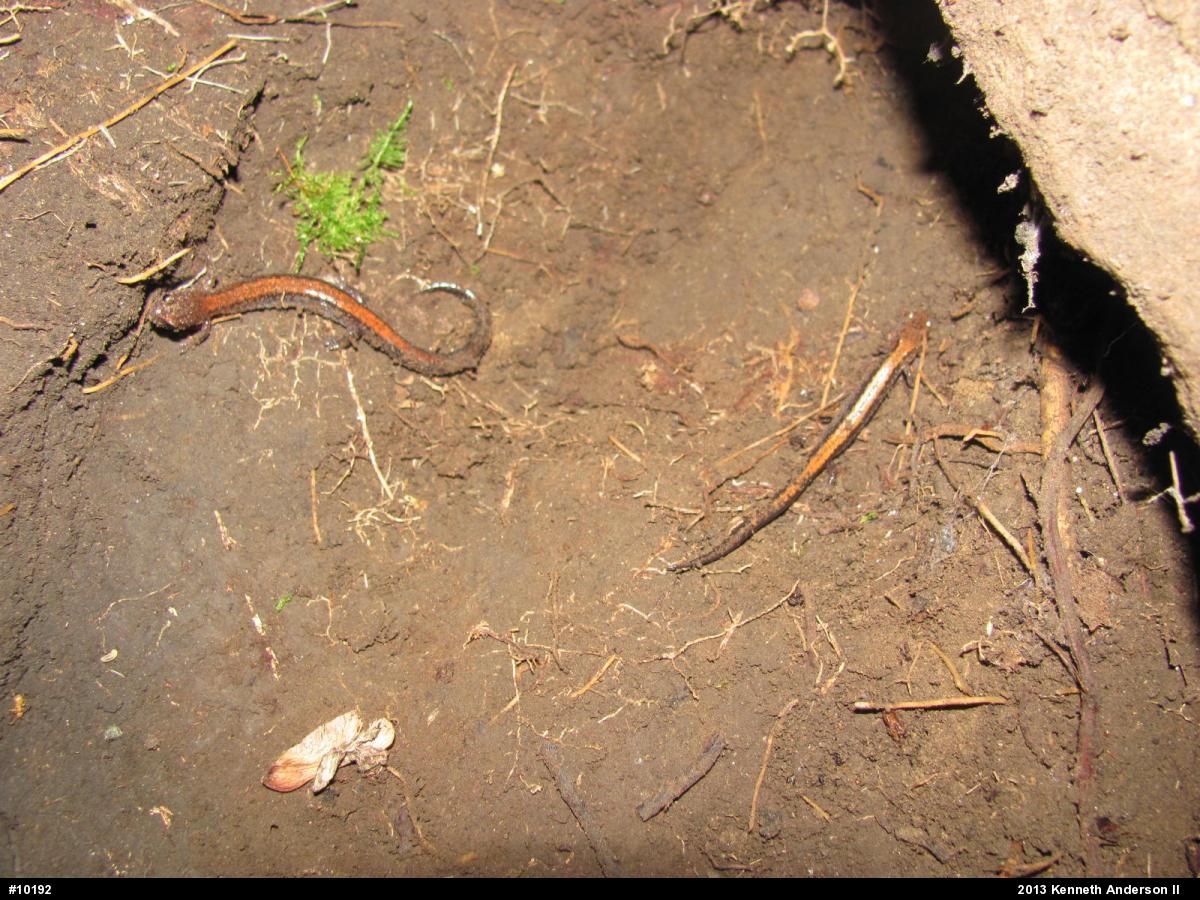 Eastern Red-backed  Salamander