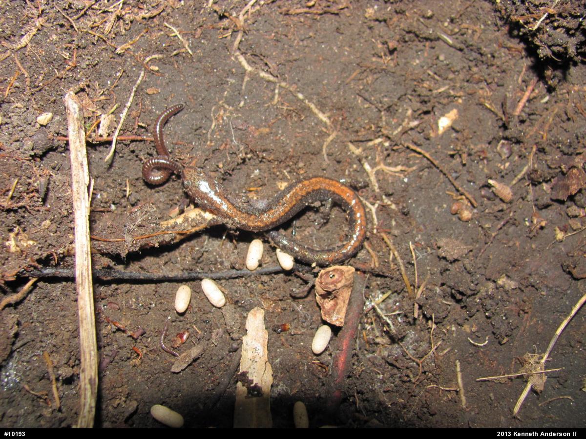 Eastern Red-backed  Salamander