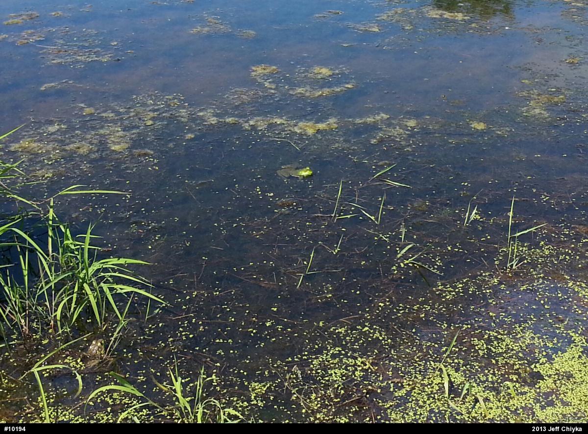 Green Frog