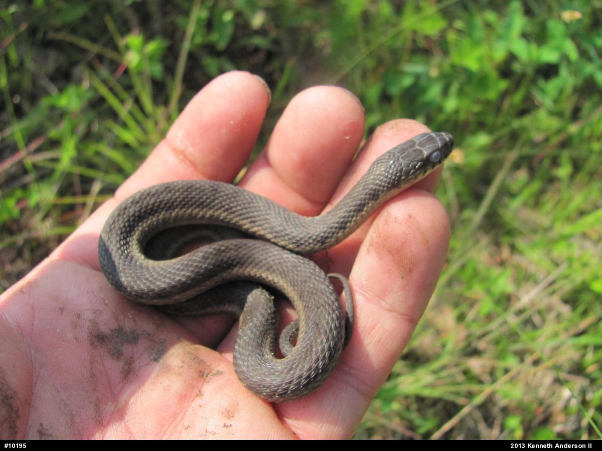 Eastern Gartersnake