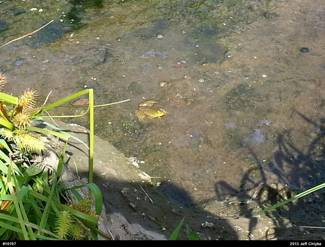 American Bullfrog