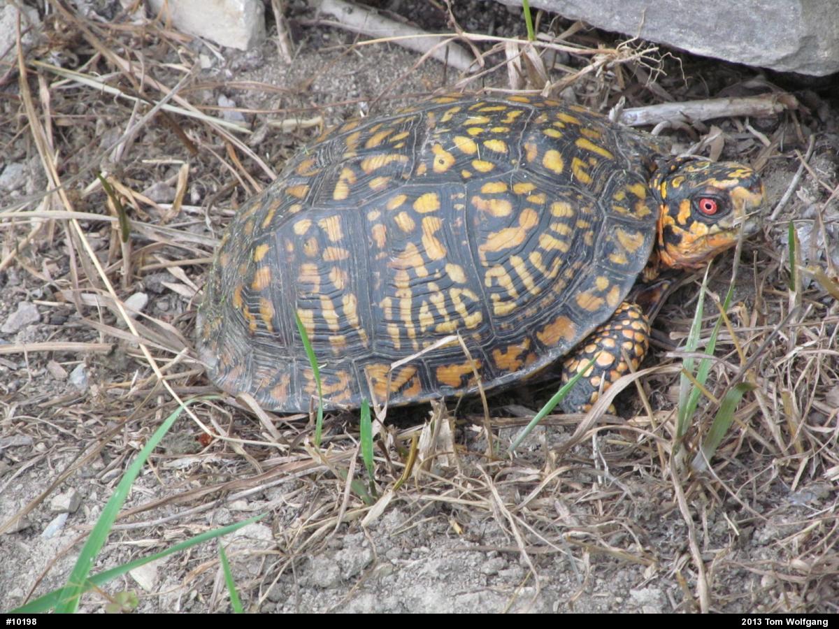 Eastern Box Turtle