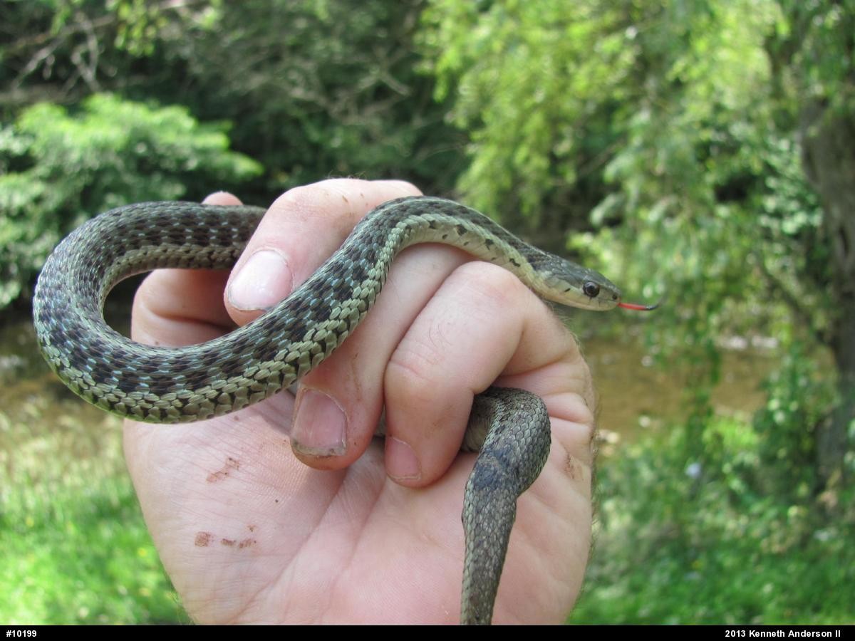 Eastern Gartersnake
