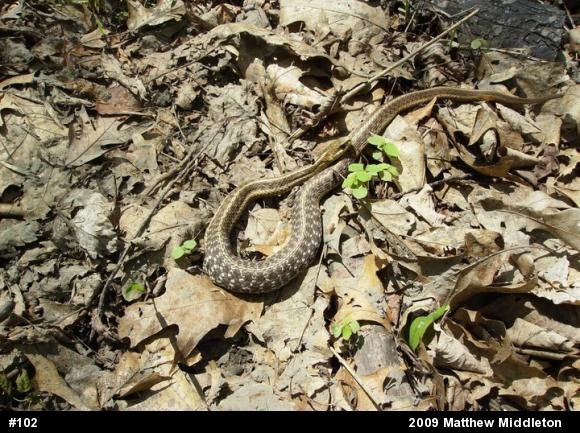 Eastern Gartersnake
