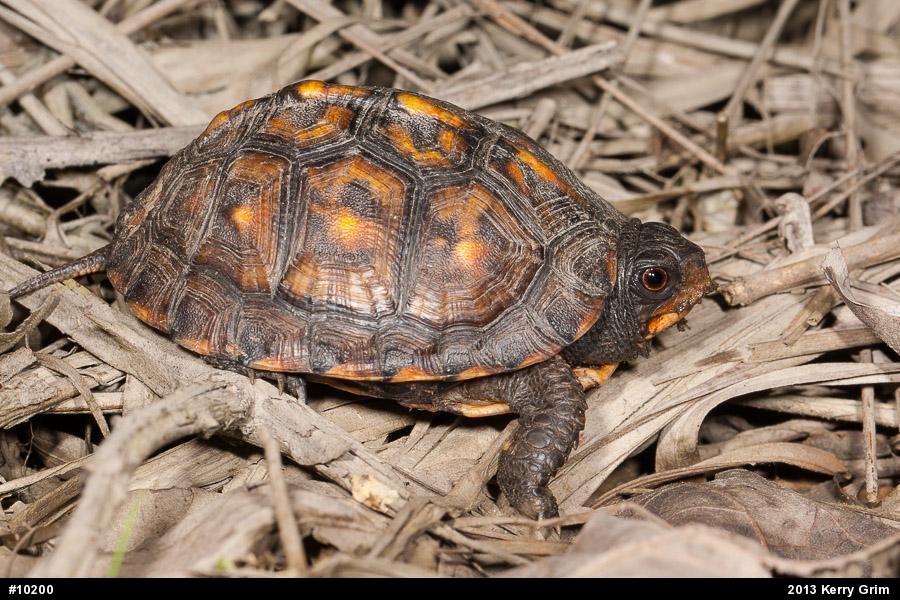 Eastern Box Turtle