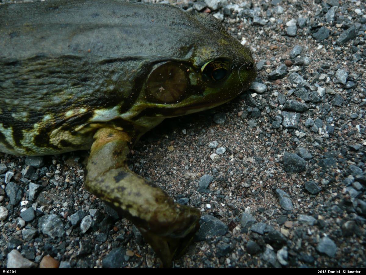 Green Frog
