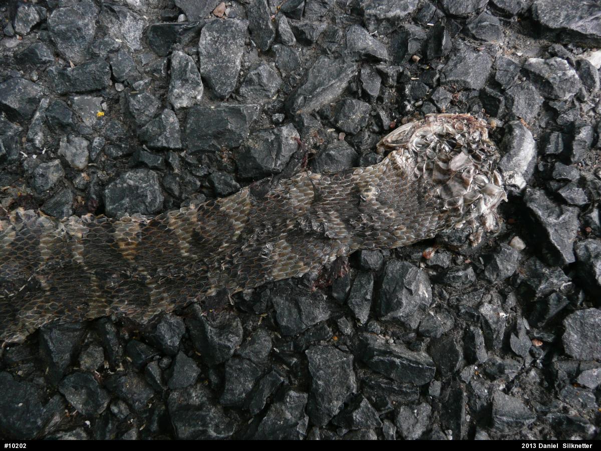Northern Watersnake