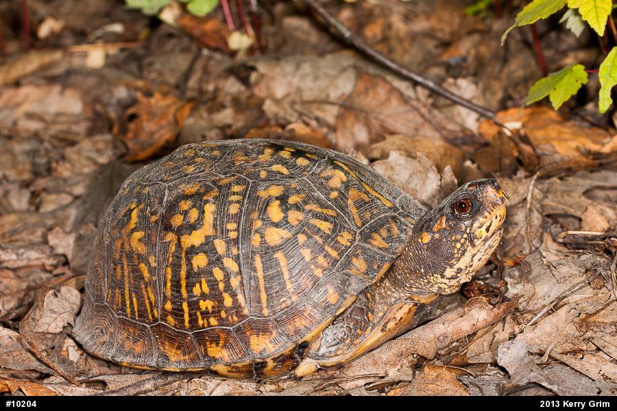 Eastern Box Turtle