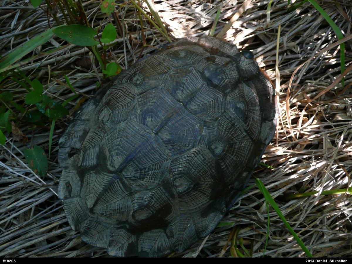 Wood Turtle