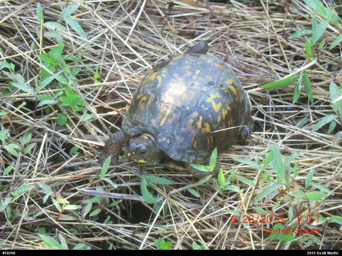 Eastern Box Turtle