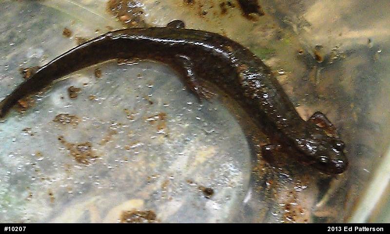 Northern Dusky Salamander