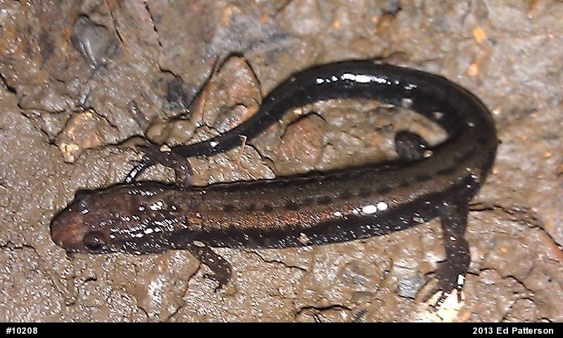 Allegheny Mountain Dusky Salamander