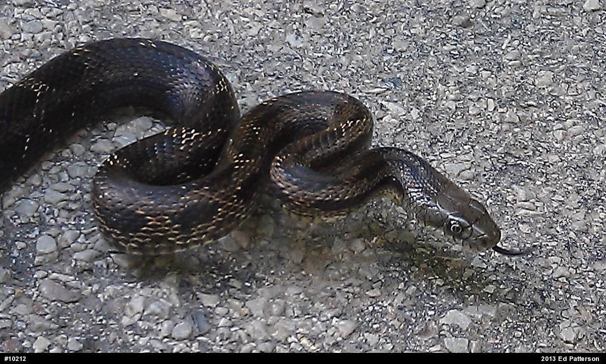 Eastern Ratsnake