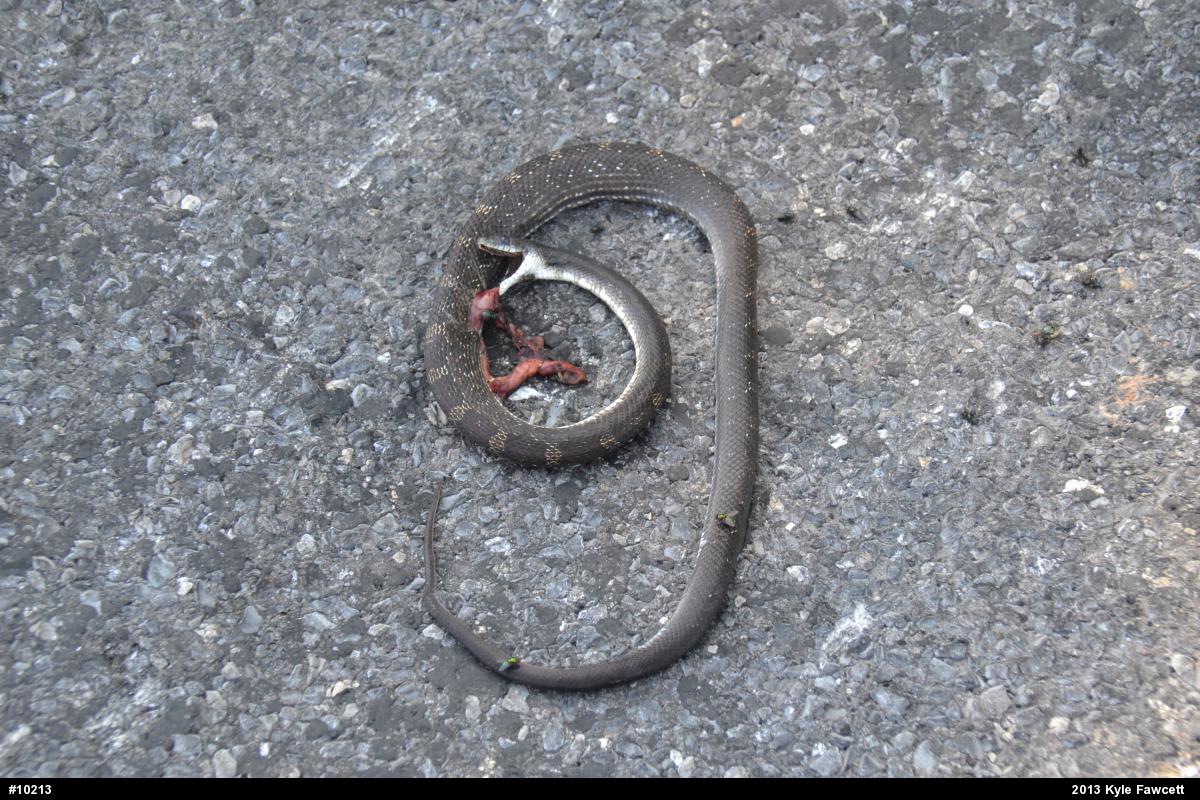 Eastern Ratsnake