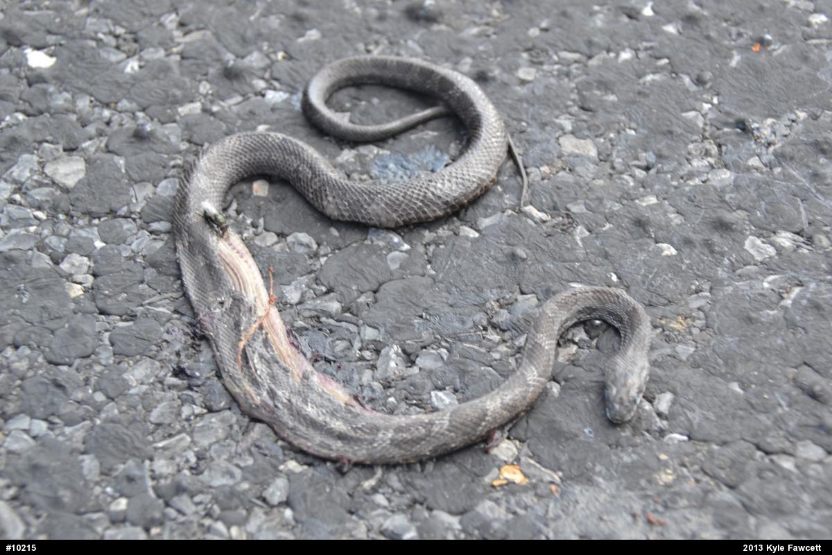 Eastern Ratsnake