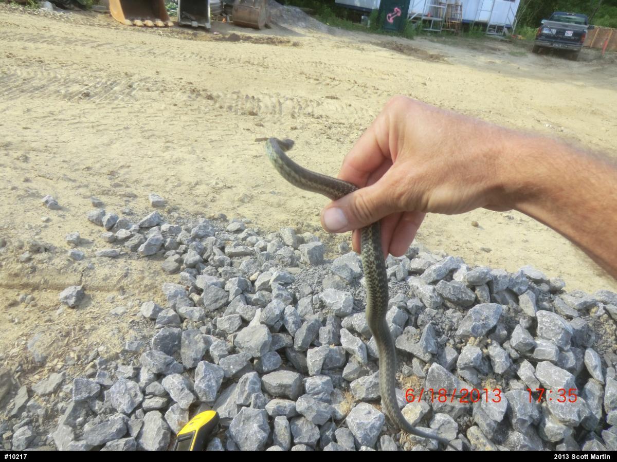 Eastern Gartersnake