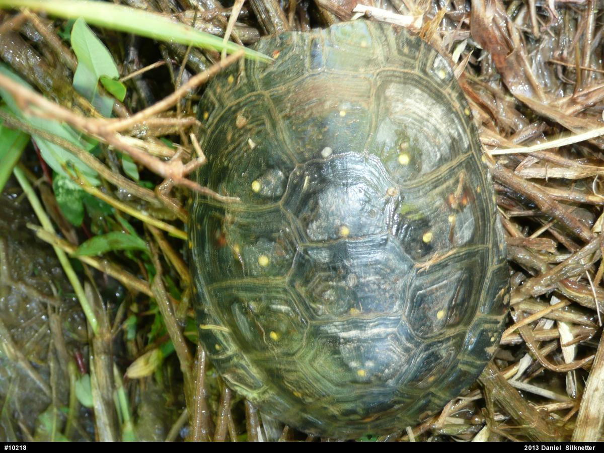 Spotted Turtle