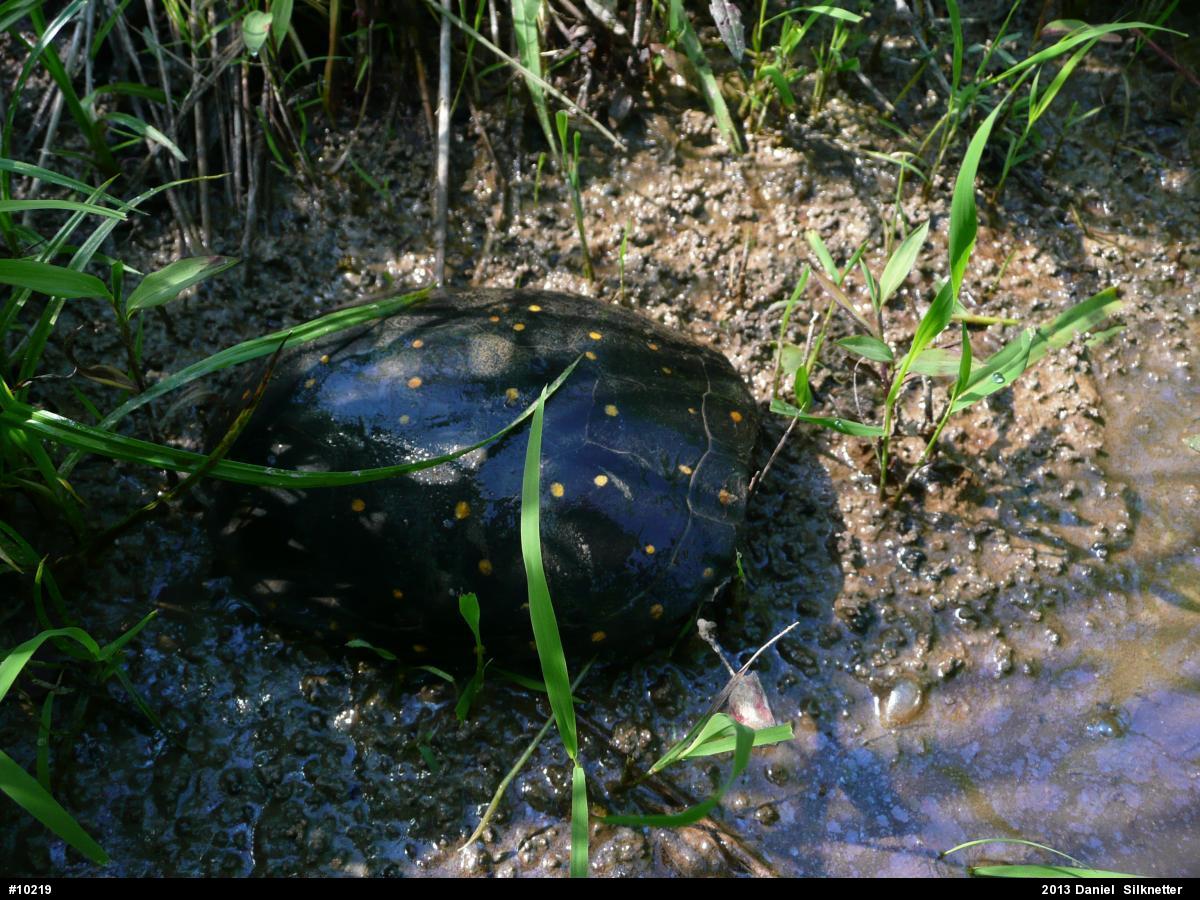 Spotted Turtle