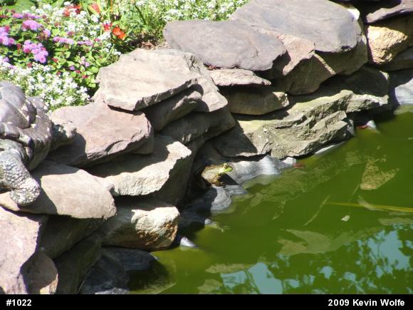American Bullfrog