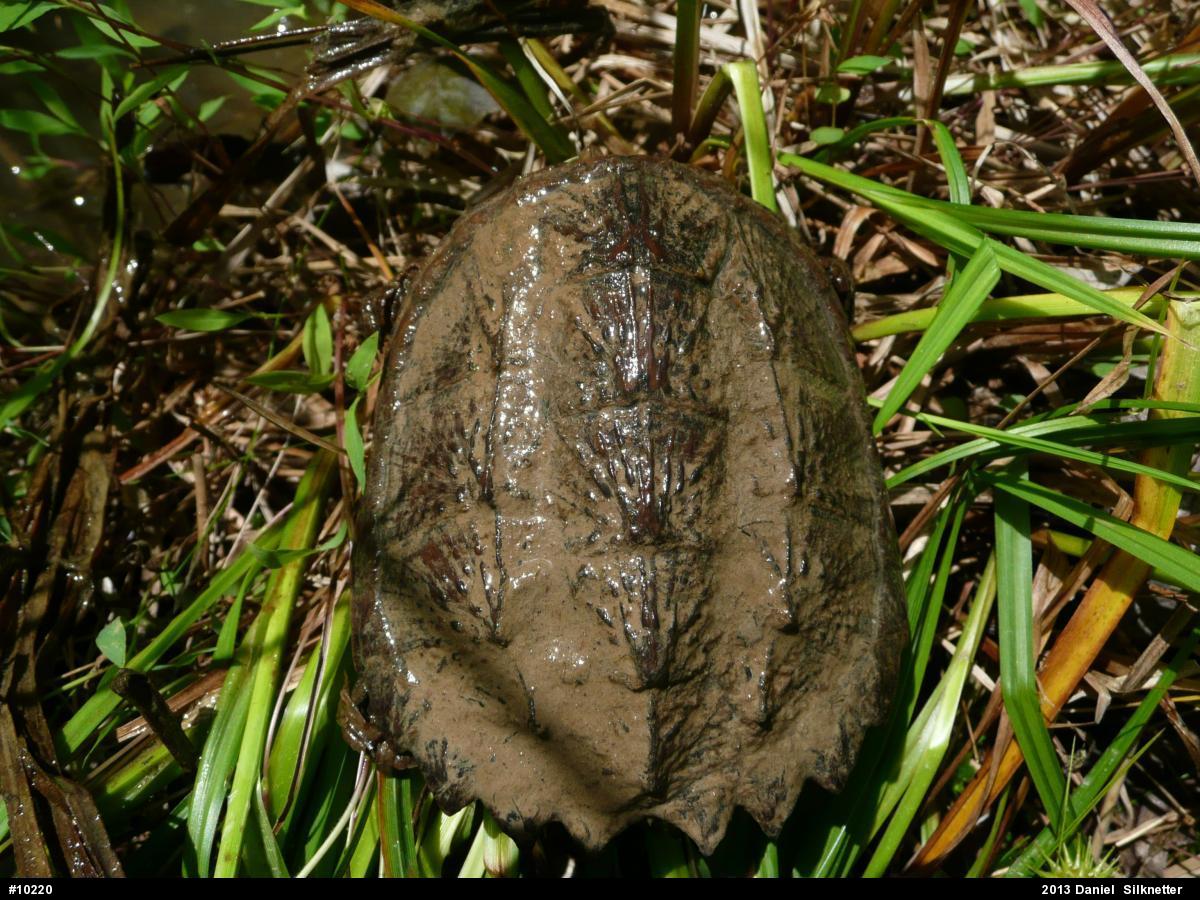 Snapping Turtle