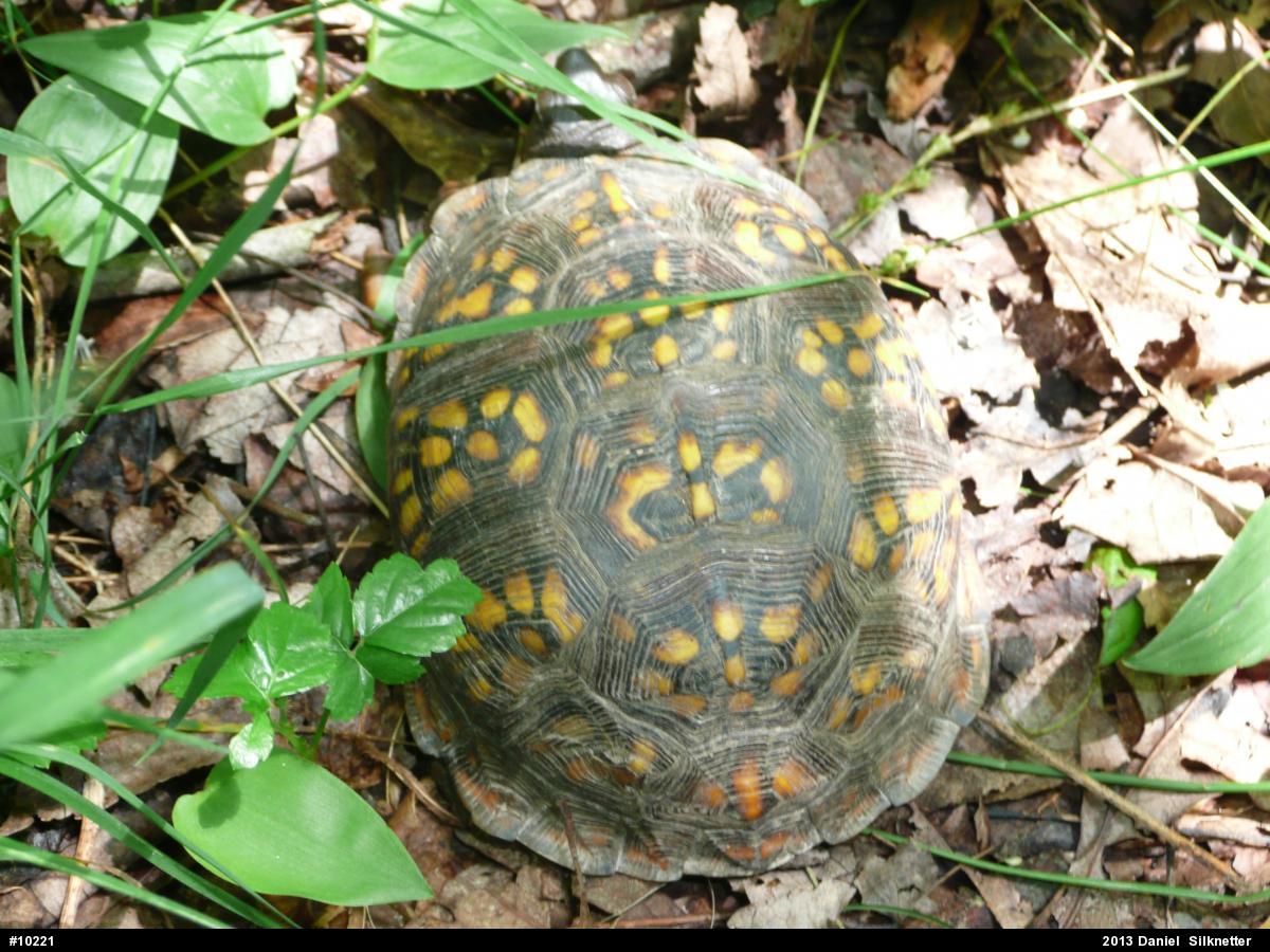 Eastern Box Turtle