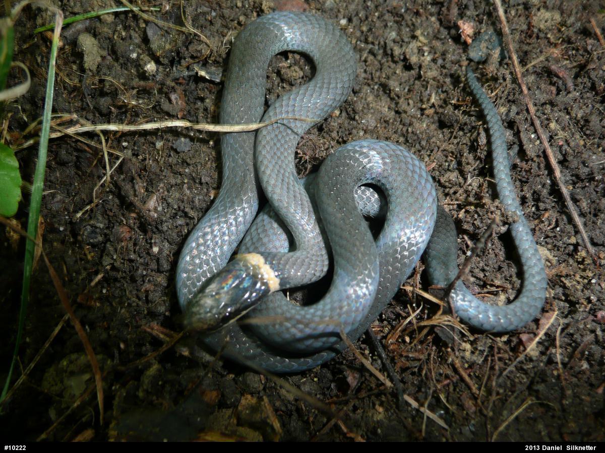 Northern Ring-necked Snake