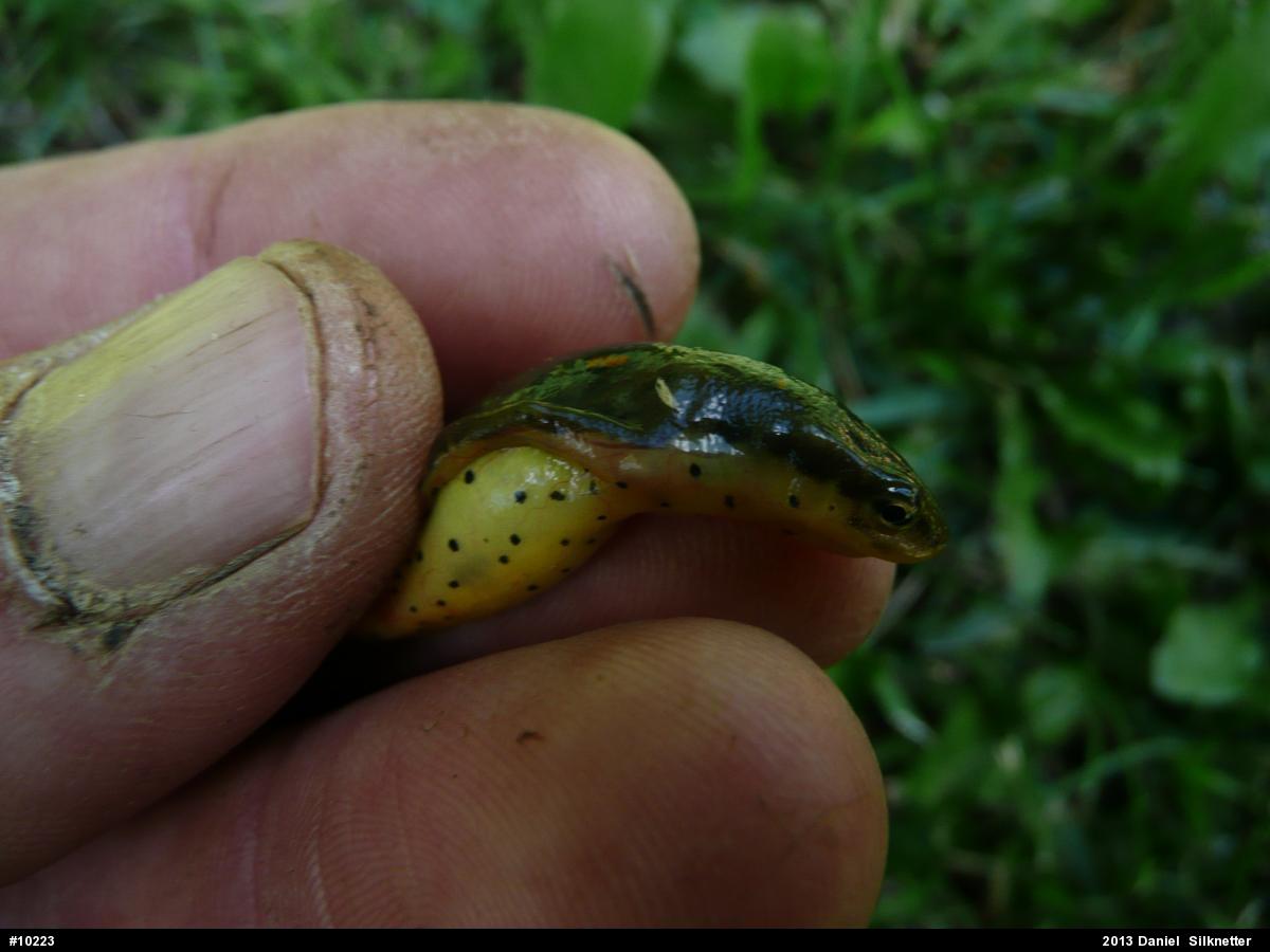 Red-spotted Newt