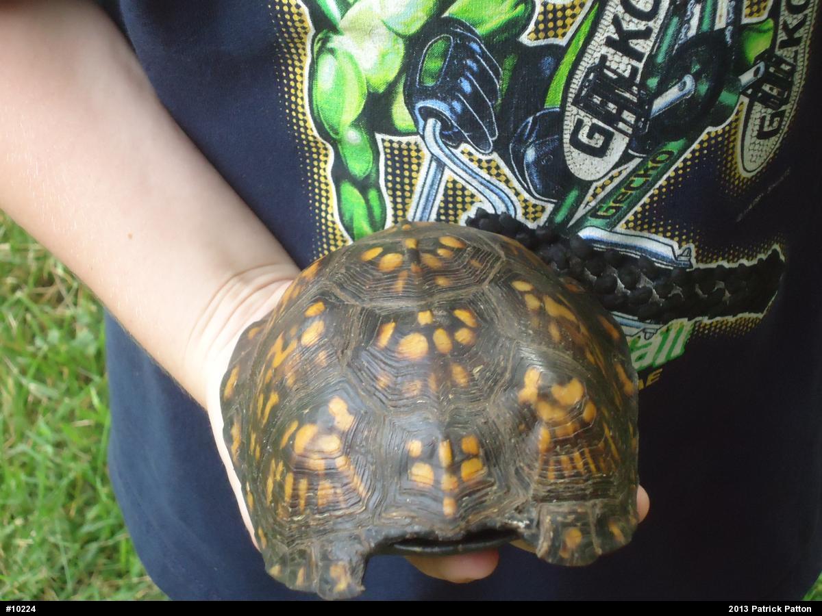 Eastern Box Turtle