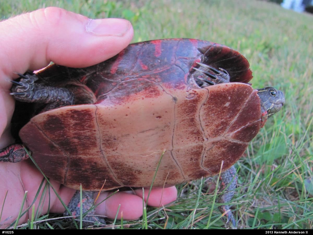 Midland Painted Turtle