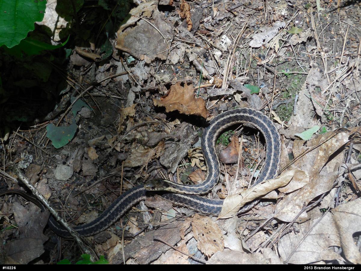 Eastern Gartersnake