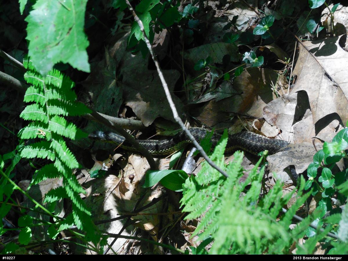 Eastern Gartersnake