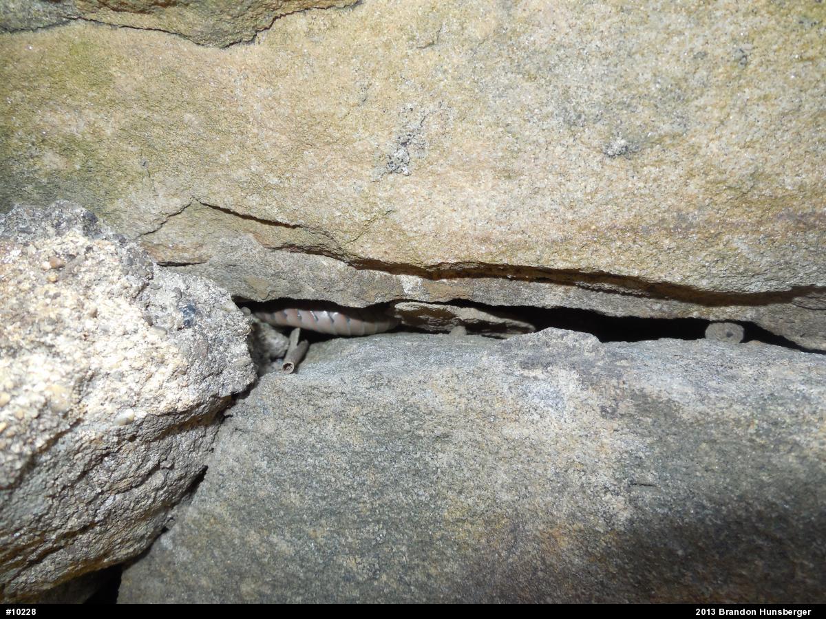 Eastern Gartersnake