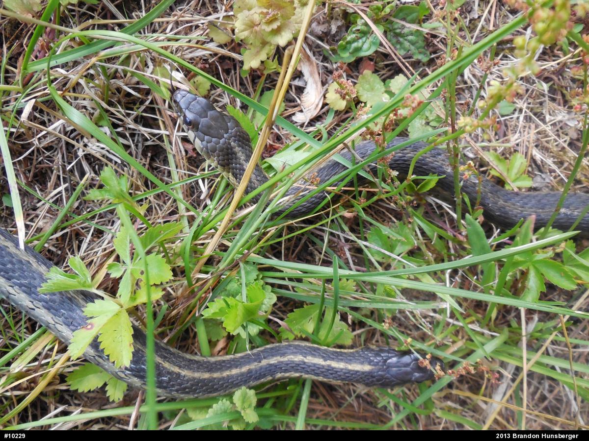 Eastern Gartersnake