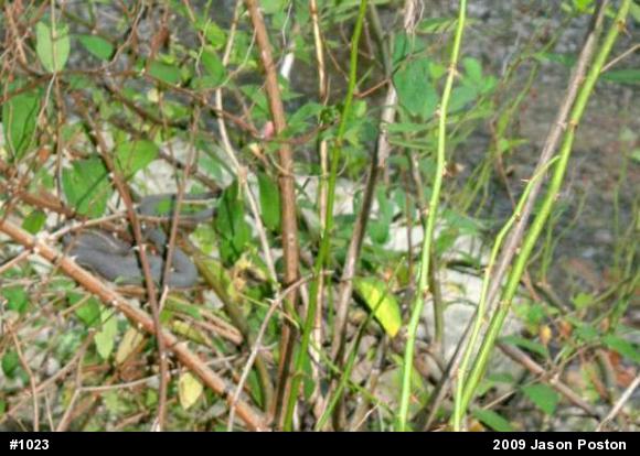 Queensnake