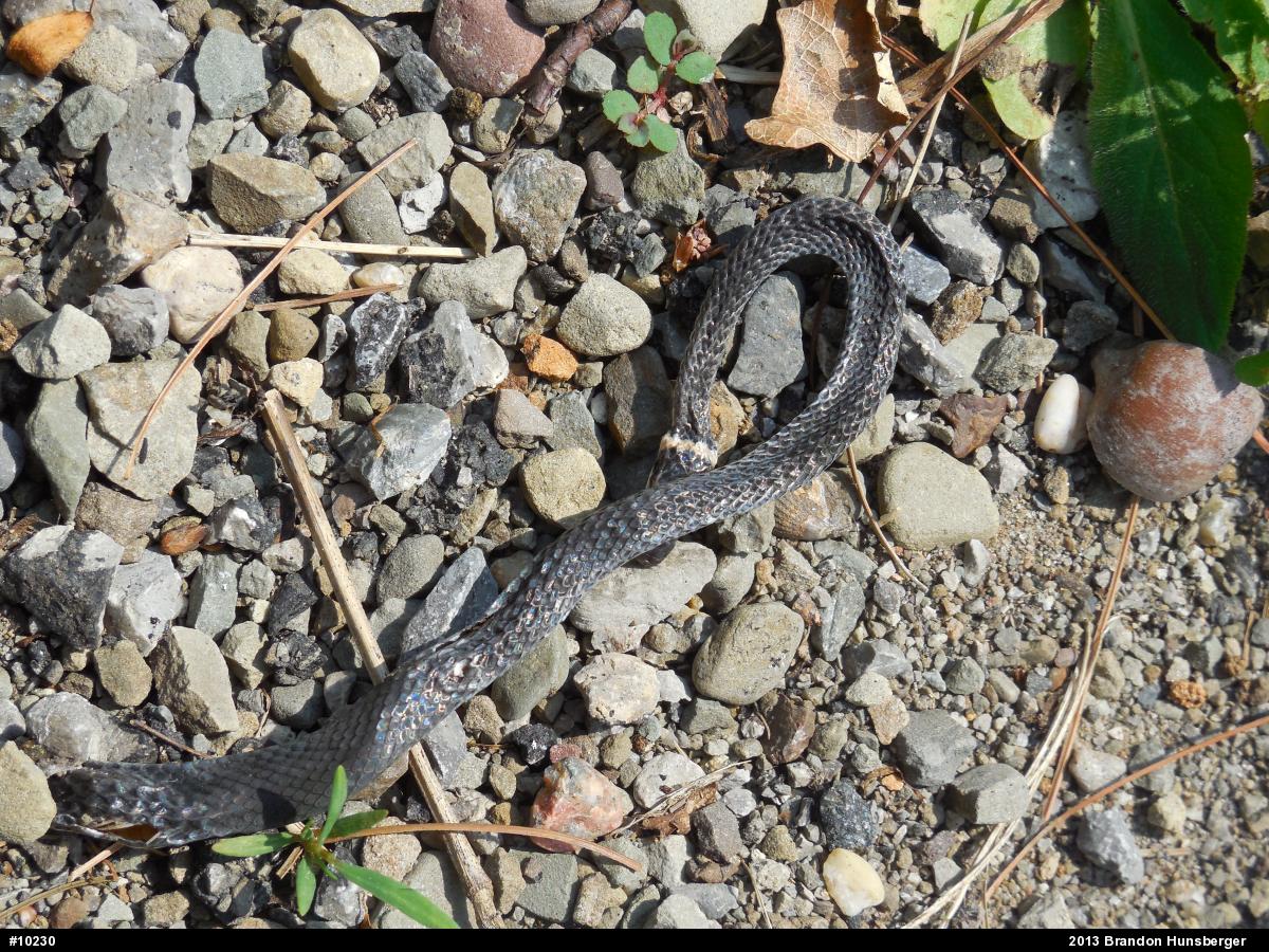 Northern Ring-necked Snake