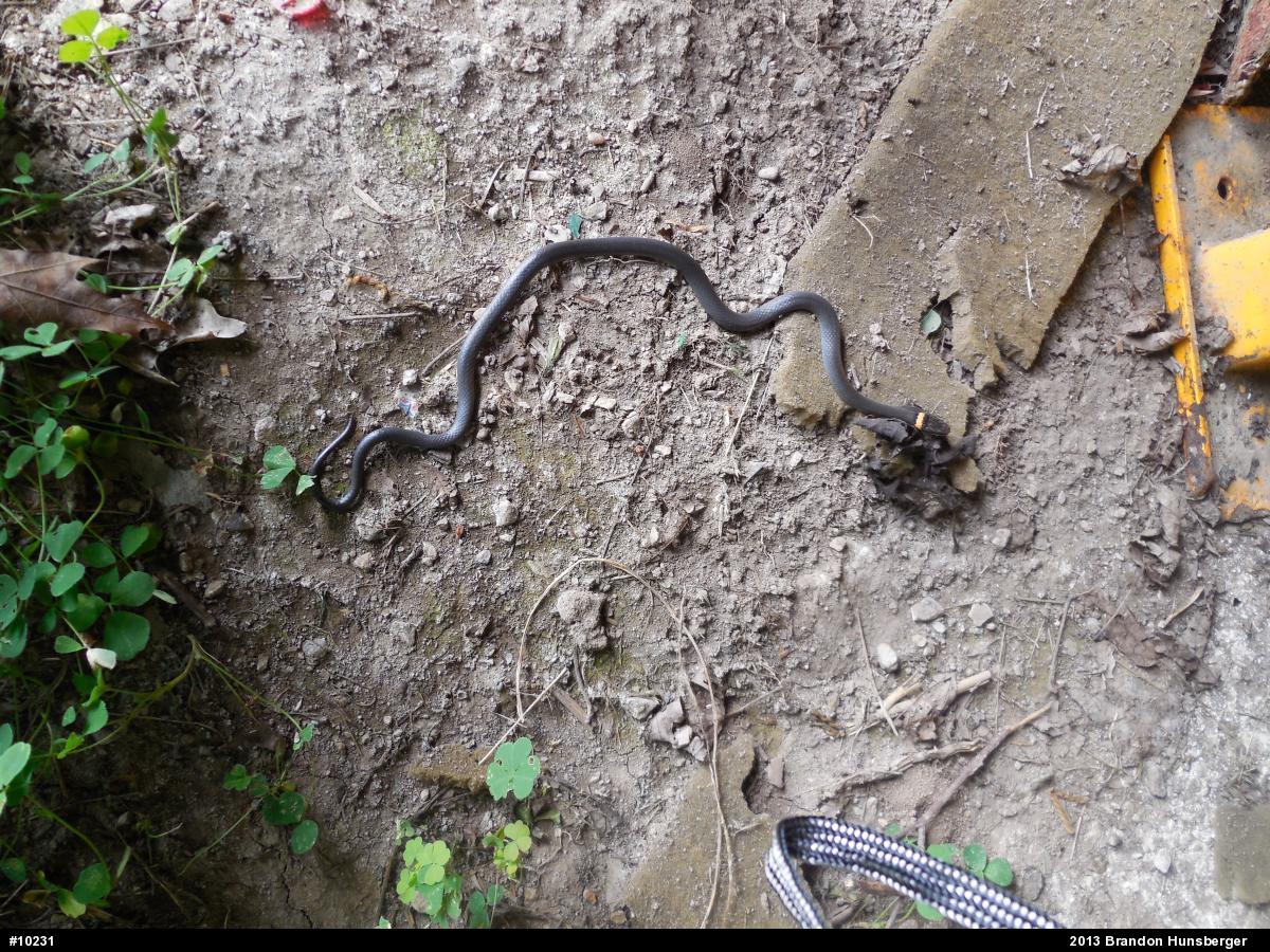 Northern Ring-necked Snake