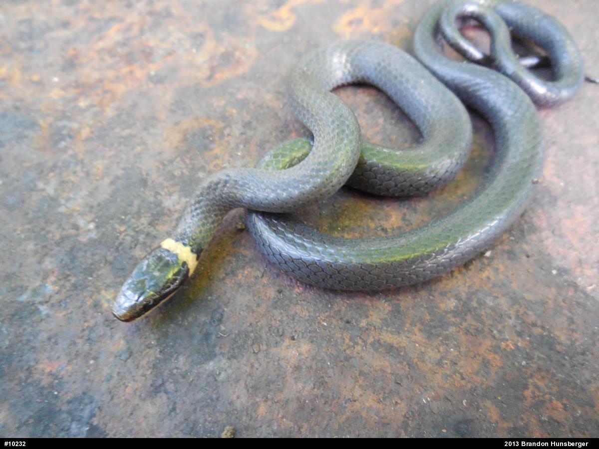 Northern Ring-necked Snake