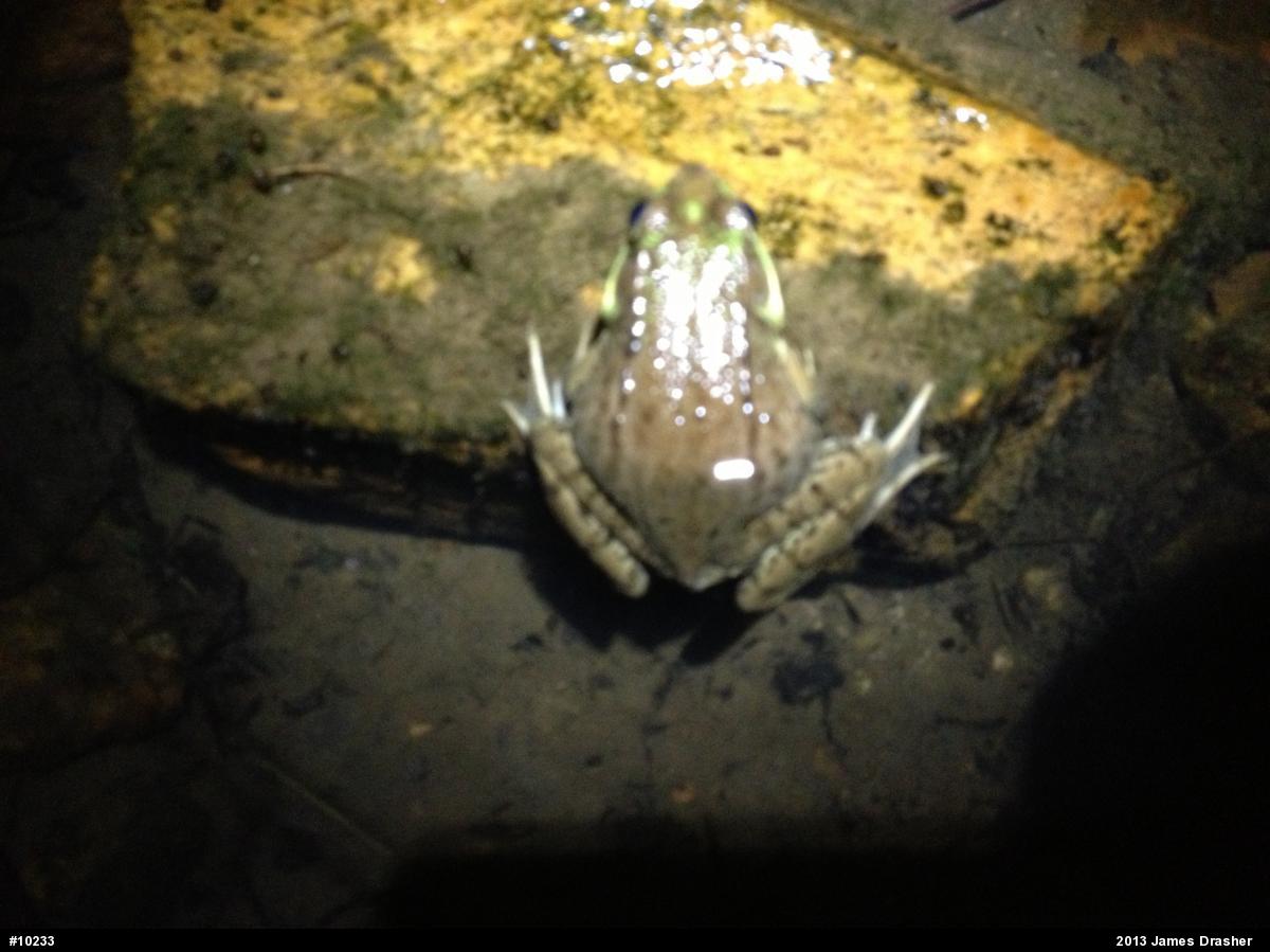 Green Frog