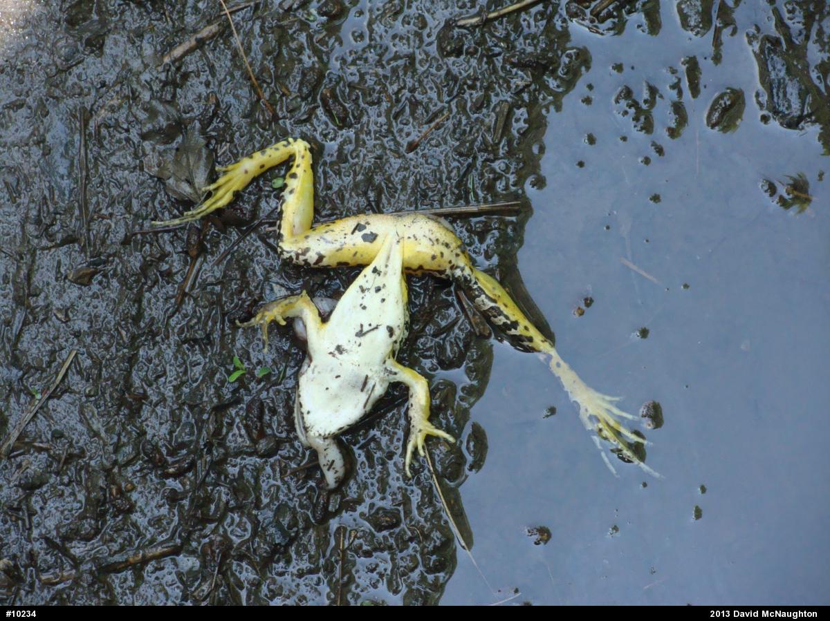 Pickerel Frog