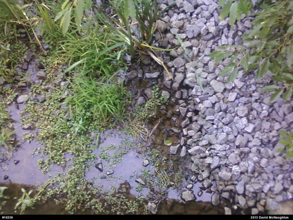 Northern Watersnake