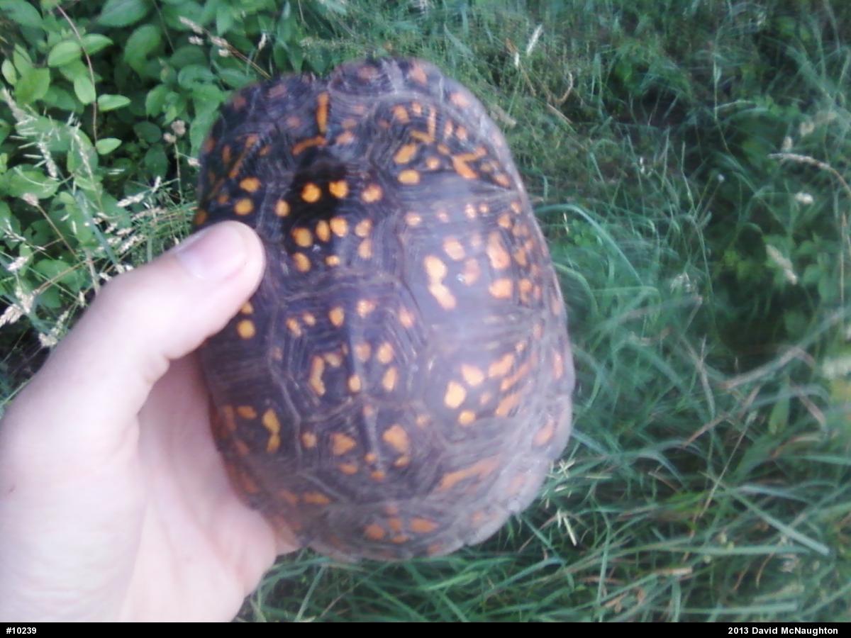 Eastern Box Turtle