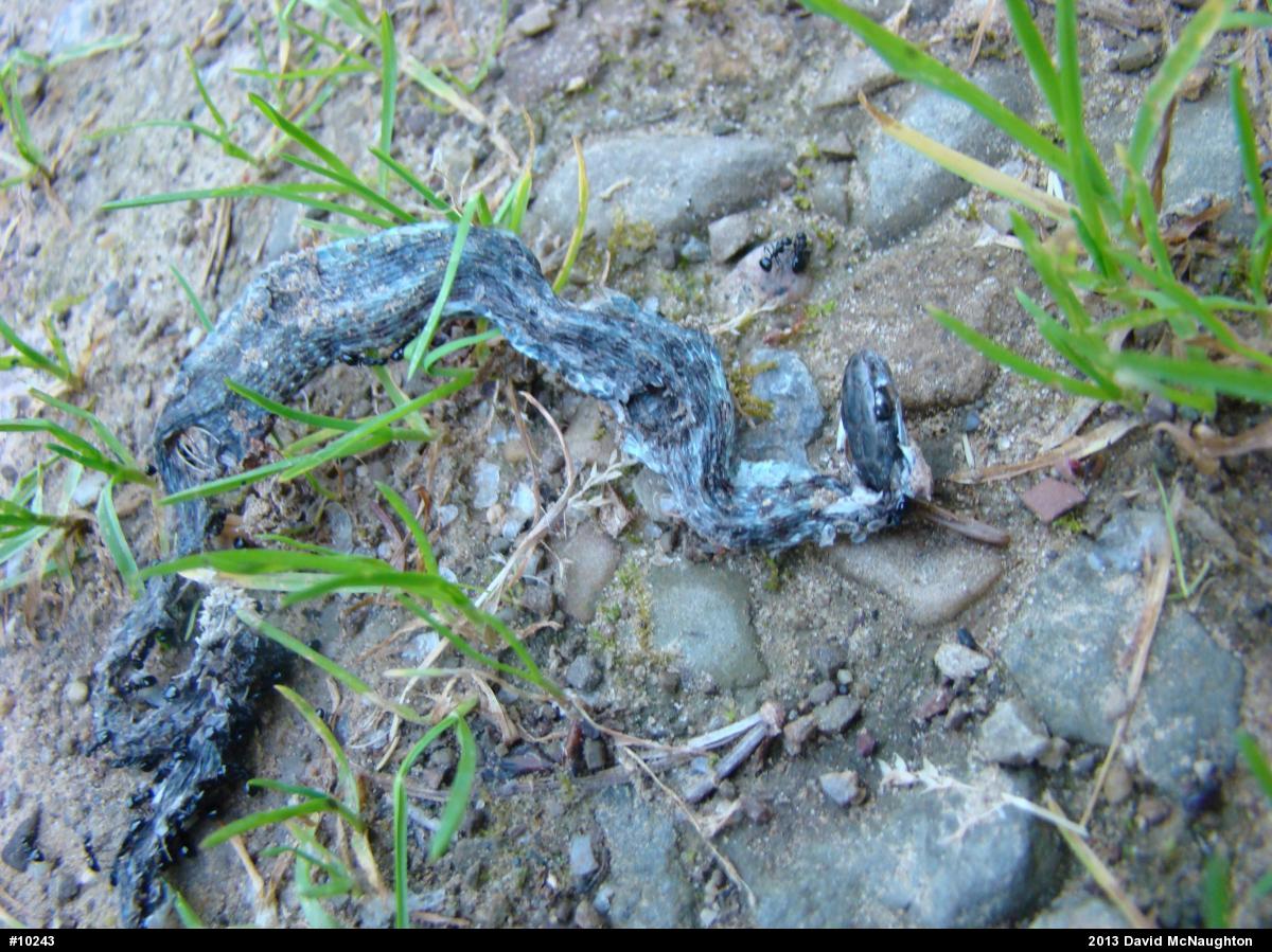 Eastern Gartersnake