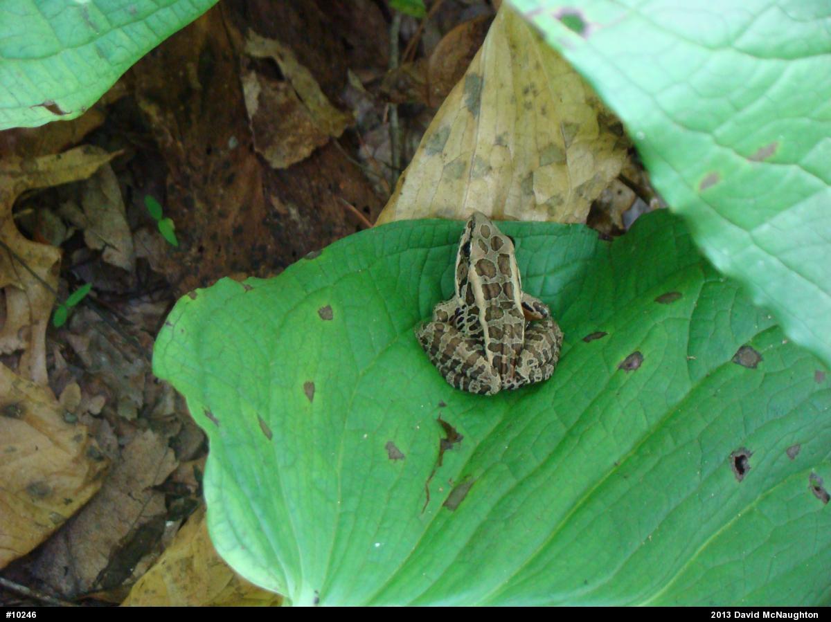 Pickerel Frog